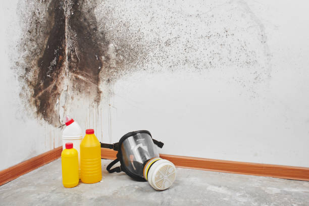 Best Toxic Mold Removal  in Double Springs, AL