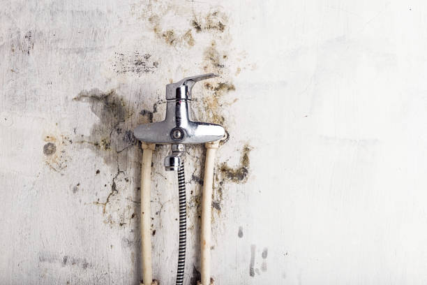 Best Black Mold Removal  in Double Springs, AL