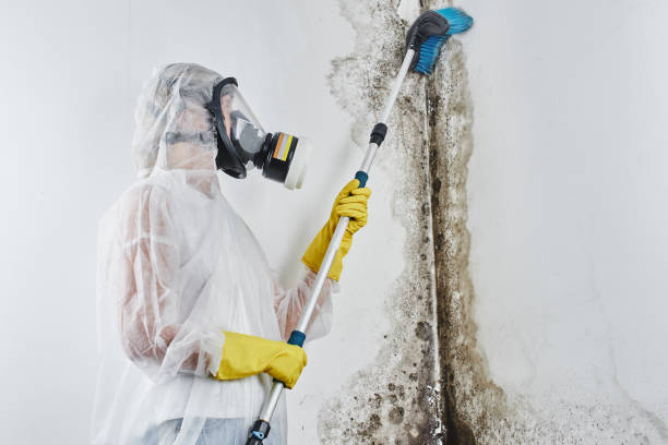 Crawl Space Mold Removal in Double Springs, AL