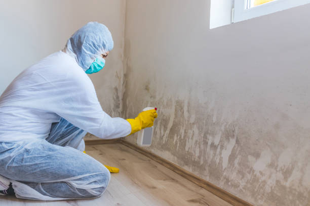 Certified Mold Removal in Double Springs, AL
