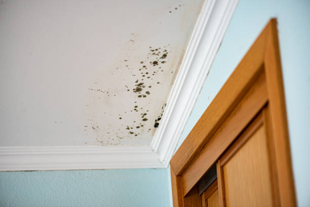 Best Mold Remediation  in Double Springs, AL