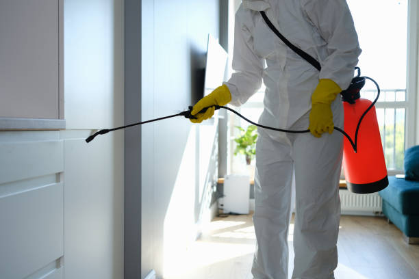 Best Black Mold Removal  in Double Springs, AL