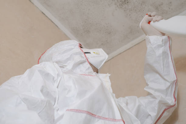 Attic Mold Removal in Double Springs, AL