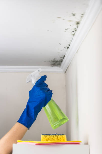 Best Commercial Mold Removal  in Double Springs, AL